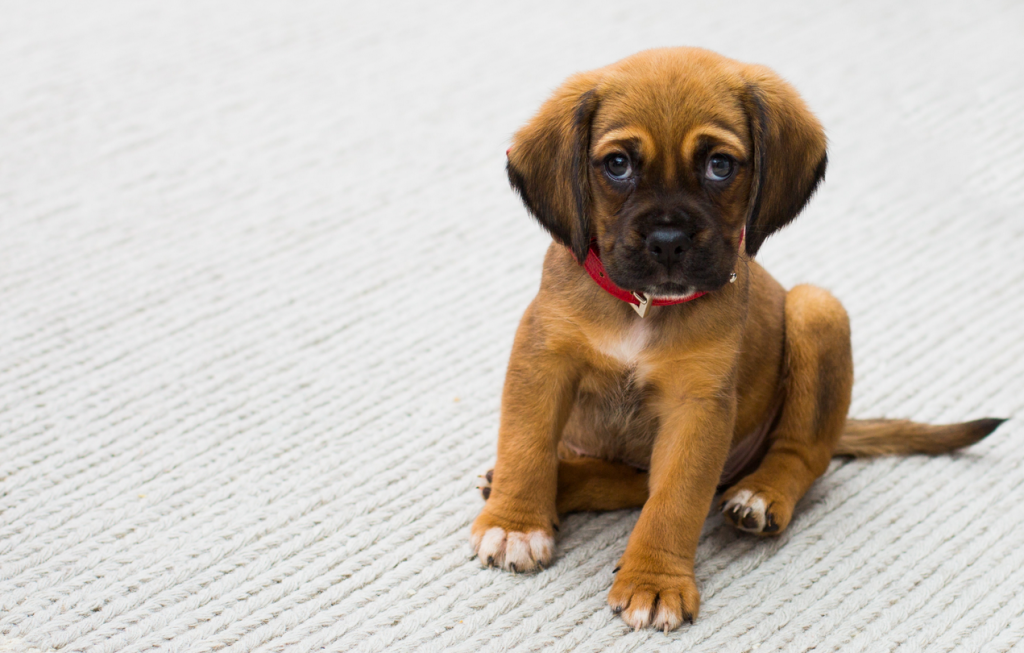 Important Things Every New Pet Parent Must Know When Raising a Puppy