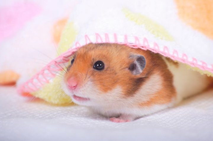 1000+ Cute & Funny Hamster Names for Males & Females, Dwarfs & Syrians