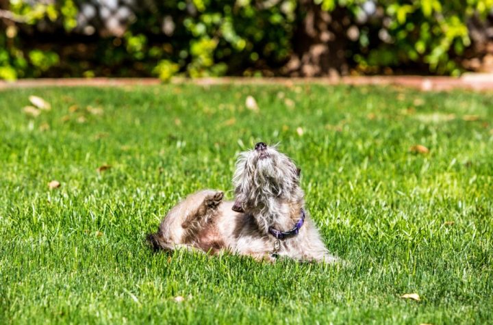 Ask Dr. Aziza: Why Your Dog Can't Stop Itching and How to Relieve it