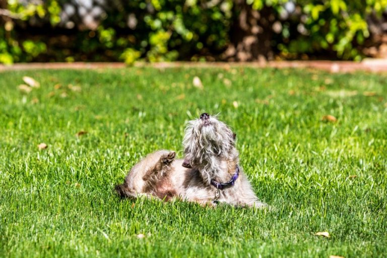 Ask Dr. Aziza: Why Your Dog Can’t Stop Itching and How to Relieve it