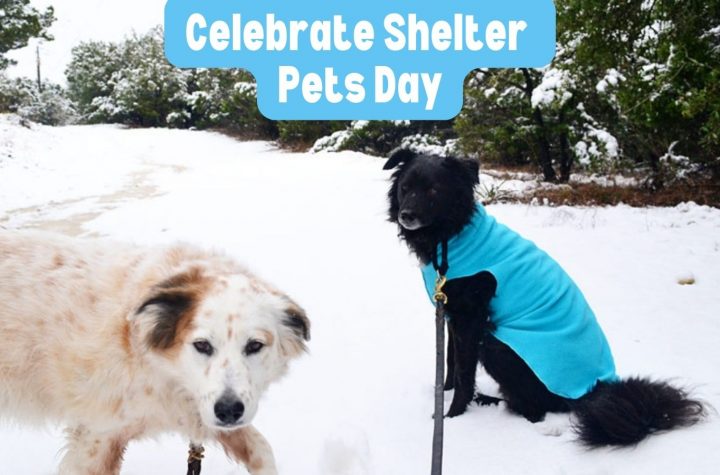 Celebrate Shelter Pets Day - December pet holiday