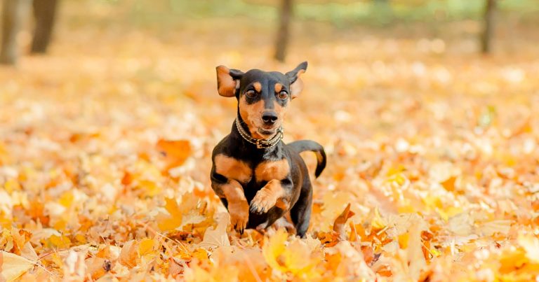 Could Fall Leaves Be Making Your Dog Itchy?