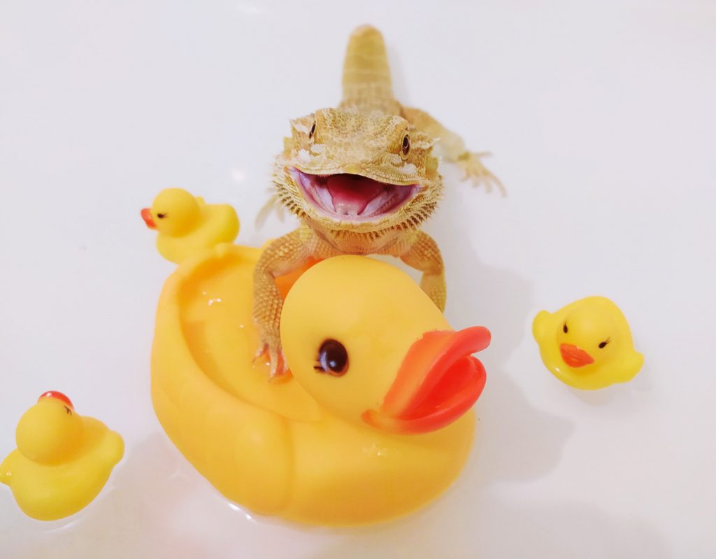bearded dragon in bathtub with rubber duckies