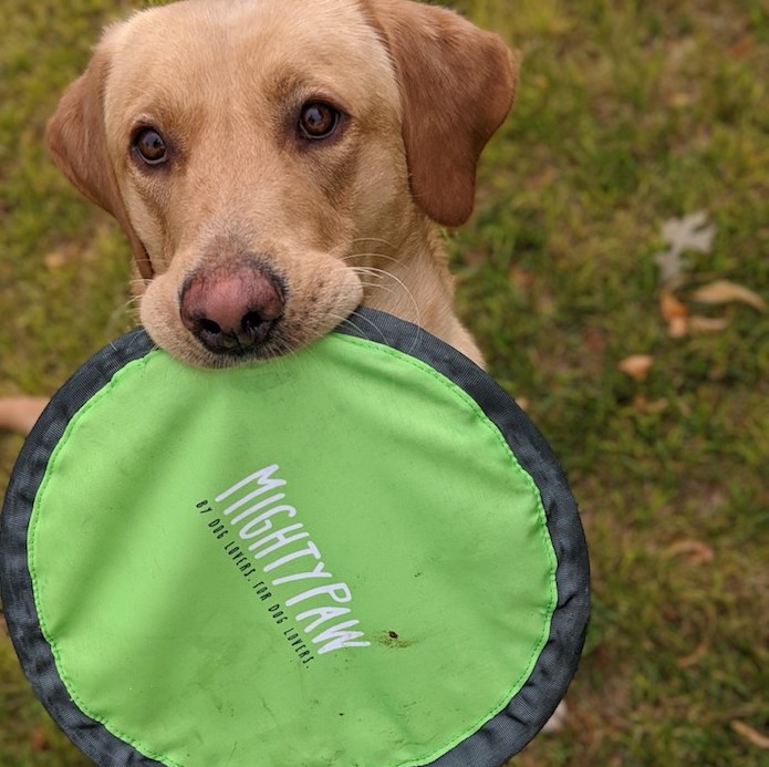 Mighty Paw Frisbee Review - ThatMutt.com