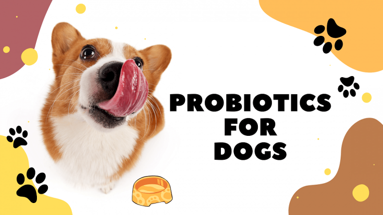 What are dog probiotics, and do they work?