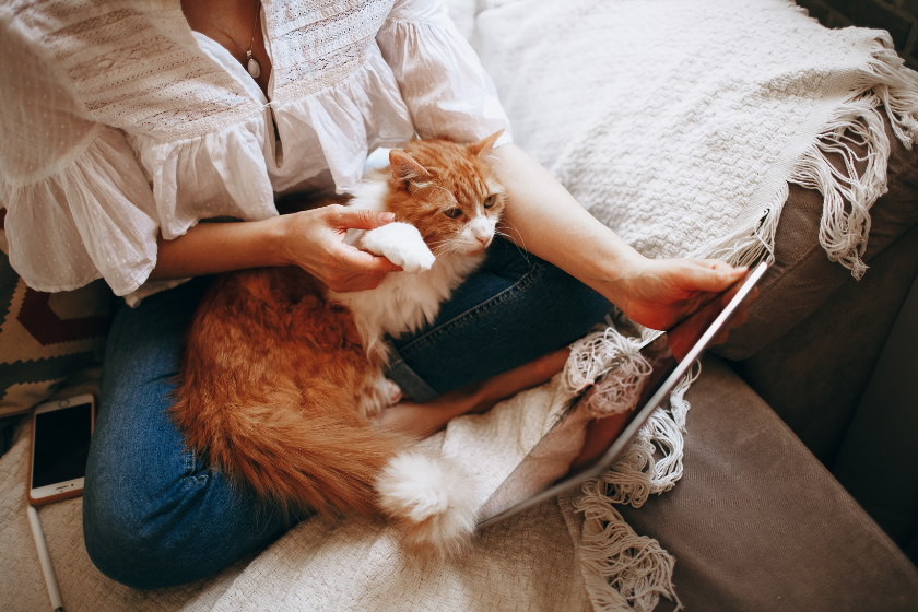 woman and cat looking at a tablet