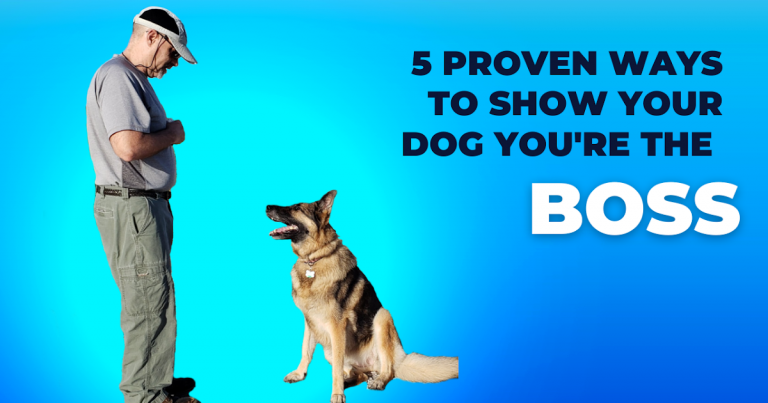 5 Proven Ways to Show Your Dog You’re The Boss