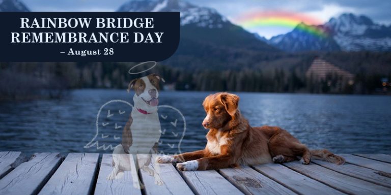7 Ways to Celebrate Rainbow Bridge Remembrance Day