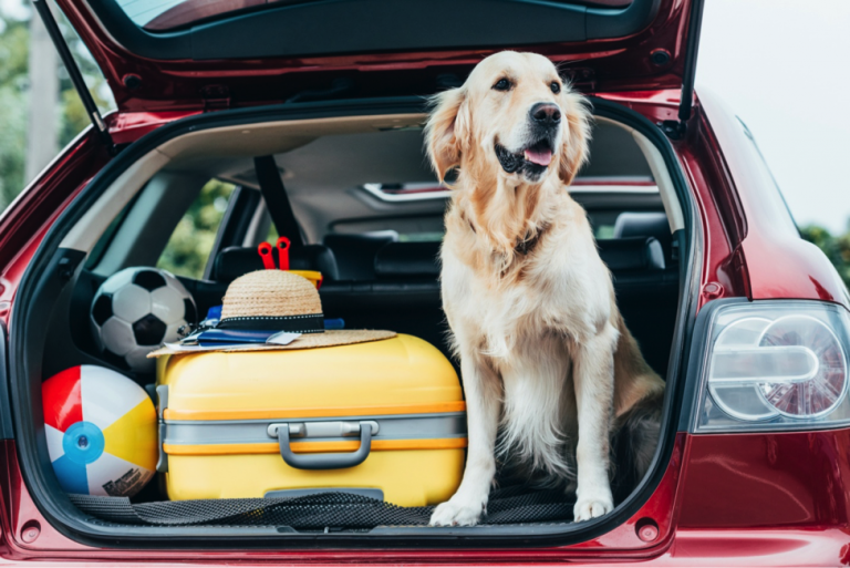 7 things to keep in mind when travelling with your dog