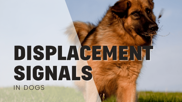All About Displacement Behaviours In Dogs