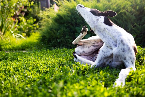 Animal Skin and Allergy Clinic | Not So Fun in the Sun: Dog Skin Issues You May Encounter This Summer