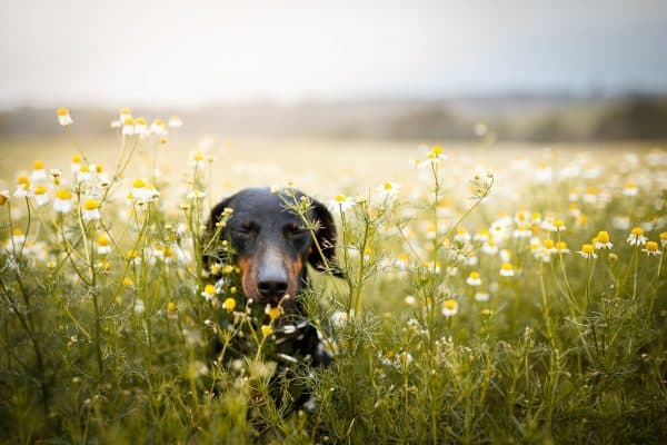 Animal Skin and Allergy Clinic | The Top Five Most Infamous Summer Pet Allergens