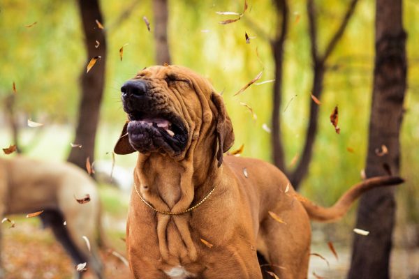 Animal Skin and Allergy Clinic | Top Allergies in Pets this Summer