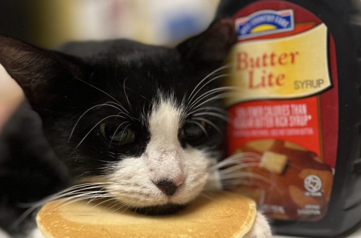 Austin Pets Alive! | Pancake
