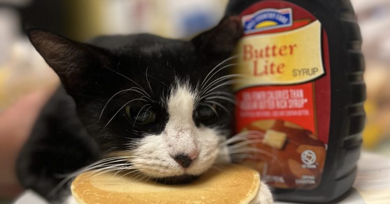 Austin Pets Alive! | Pancake