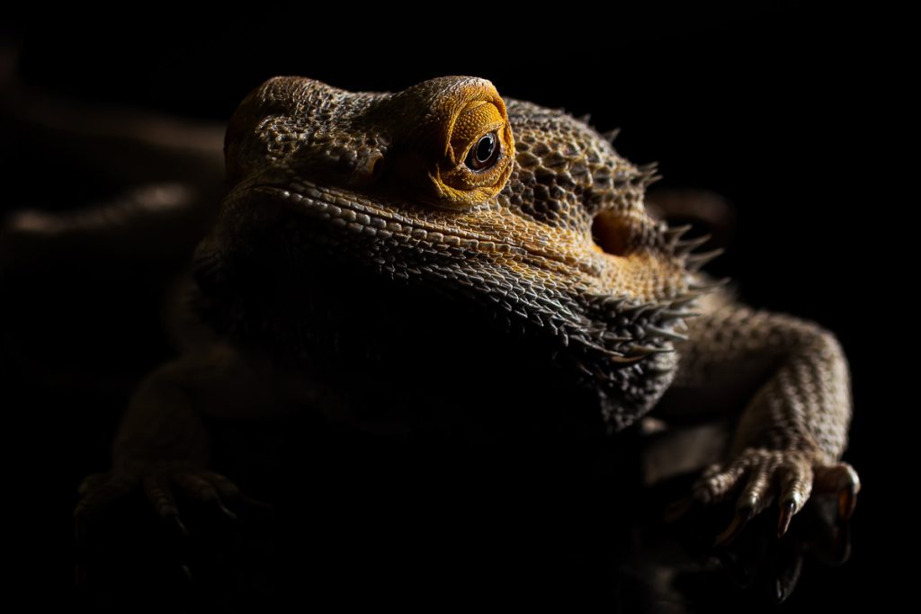 close up of bearded dragon face with black background