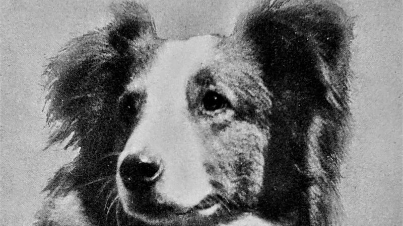 You are currently viewing Bobbie The Collie: The Real Lassie Come-Home