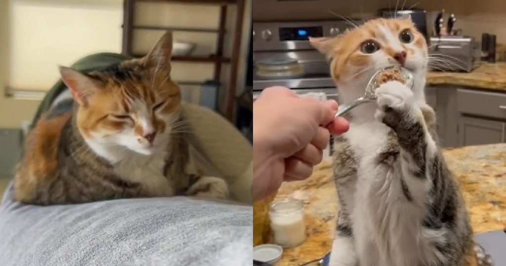 Check Out This Cutie Cat Getting Spoiled During A Visit To Grandma’s House