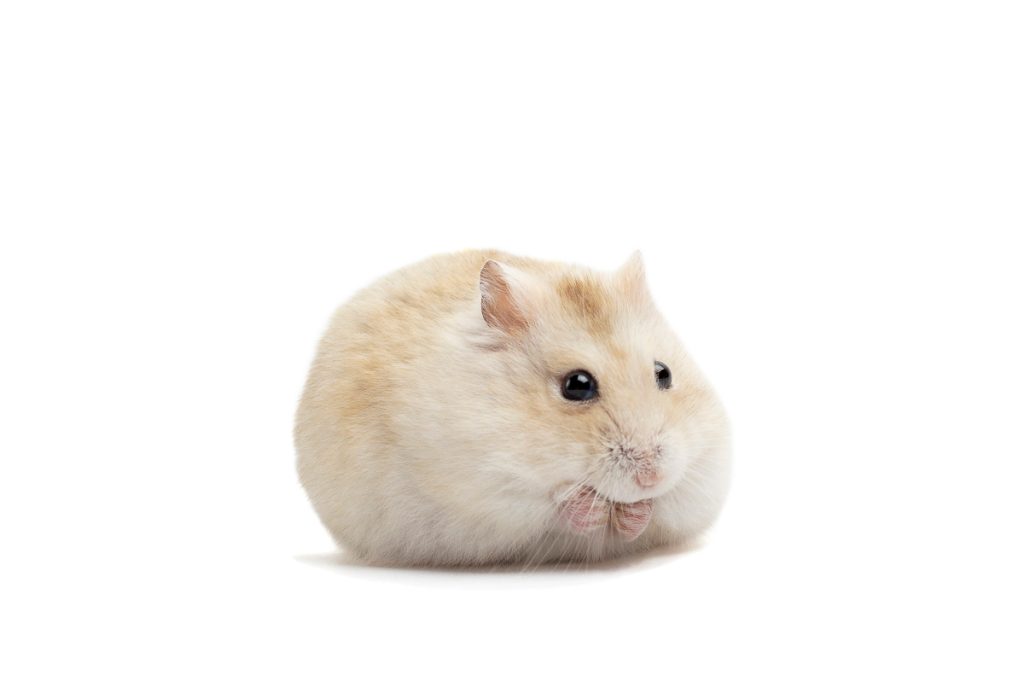 fat golden hamster with white background