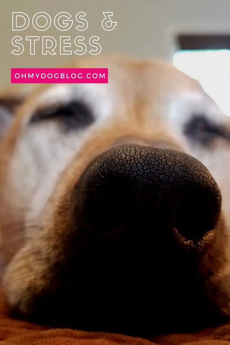 Do you recognize these 5 signs of stress in your dog?