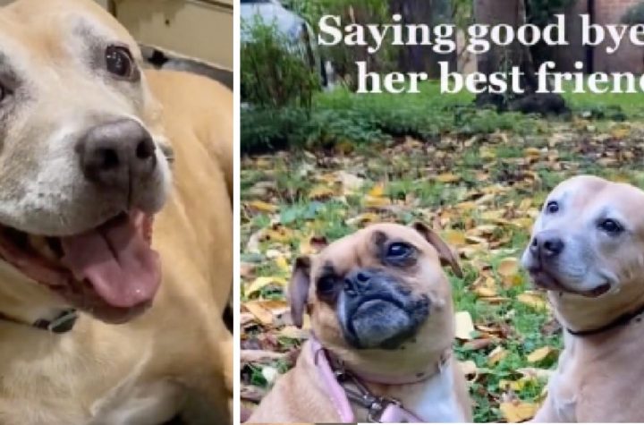 Family Gives Senior Staffy A Special Send-Off Before She Crosses The Rainbow Bridge