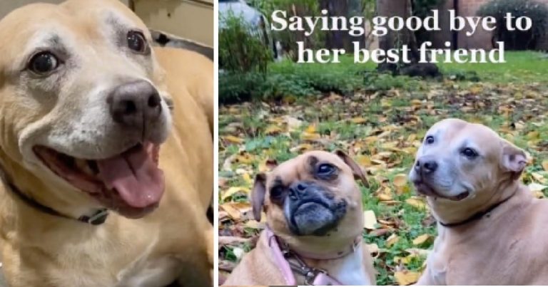 Family Gives Senior Staffy A Special Send-Off Before She Crosses The Rainbow Bridge