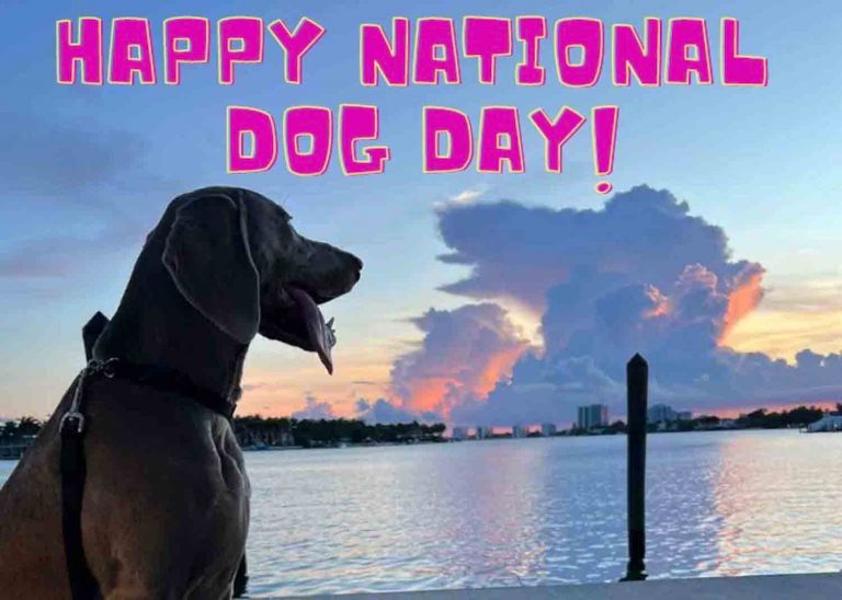 Happy National Dog Day! – Urban Dog
