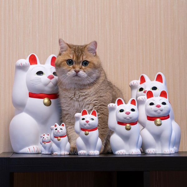 Hosico Cat Is a Gold Scottish Straight From Russia With Millions of Fa