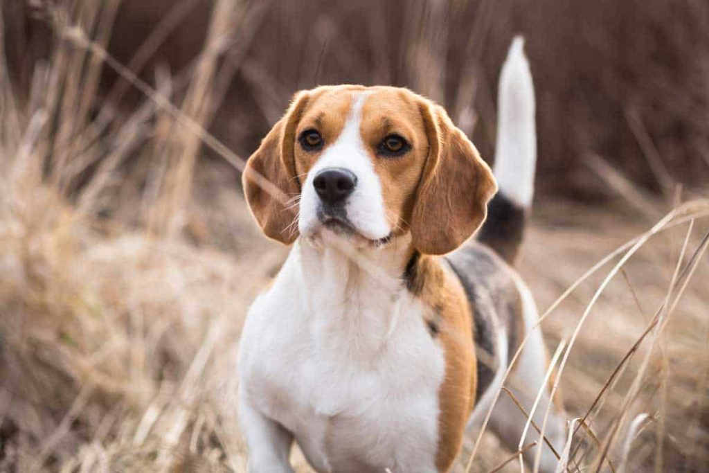 How much does a Beagle cost