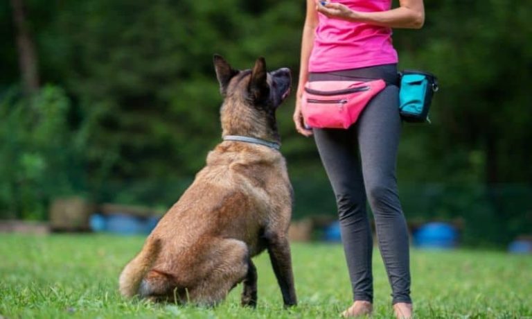How to Find a Dog Trainer or Behaviorist You Can Trust