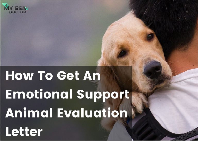 How to Get an Emotional Support Animal Evaluation Letter