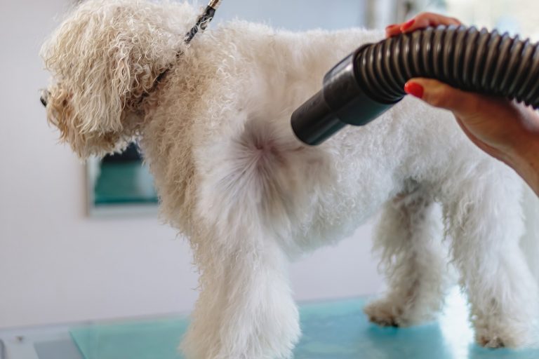 Major Features of Dog Grooming Dryers