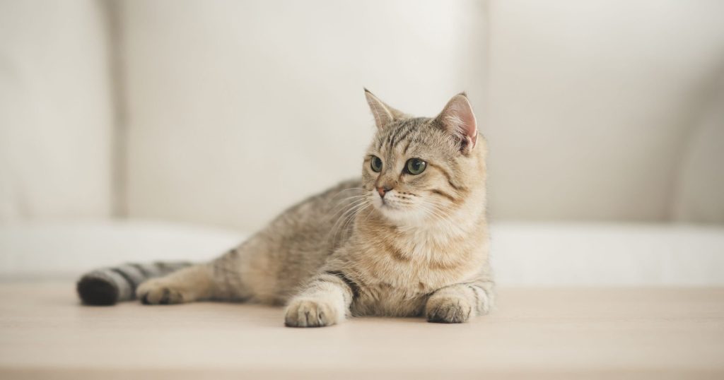 Pet Sitter Advice for Cats with Urinary Issues