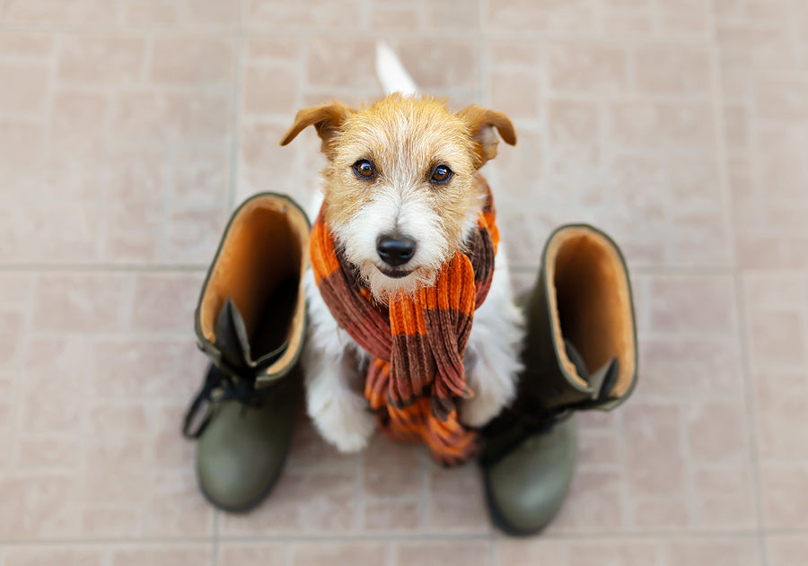Tips For Walking Your Dog Safely In Winter