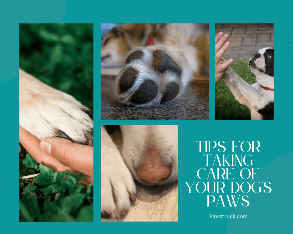 Tips for Taking Care of Your Dog’s Paws