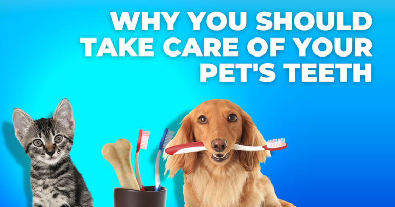 Why You Should Take Care of Your Pet’s Teeth