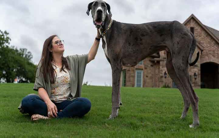 World’s Tallest Dog, Zeus The Great Dane From Texas. See Pics and Stats