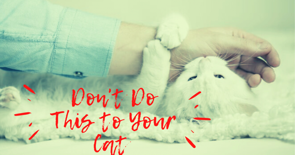 Your Cat Can Become Upset if You do this to him.