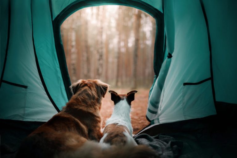 Your Guide to Camping with Dogs