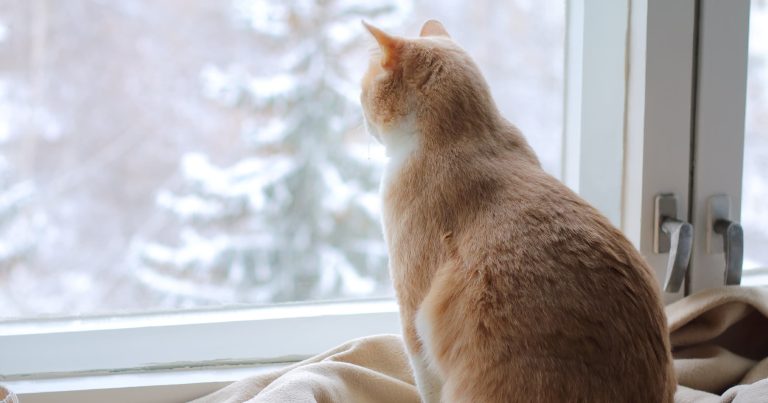 A Winter Survival Guide For Pets