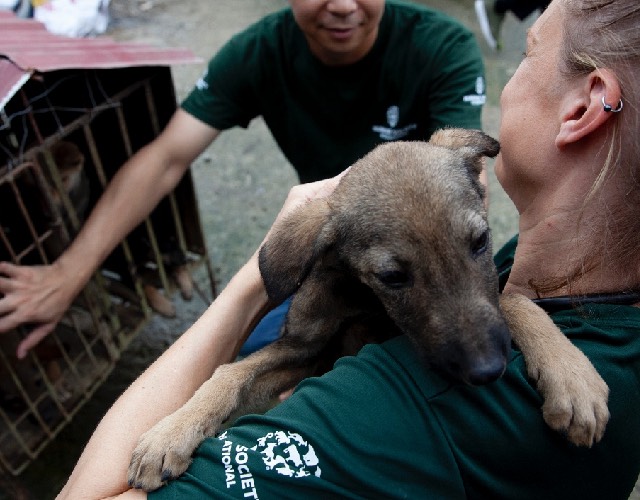After Killing Thousands Of Canines For Consumption, Dog Meat Slaughterhouse Shut Down