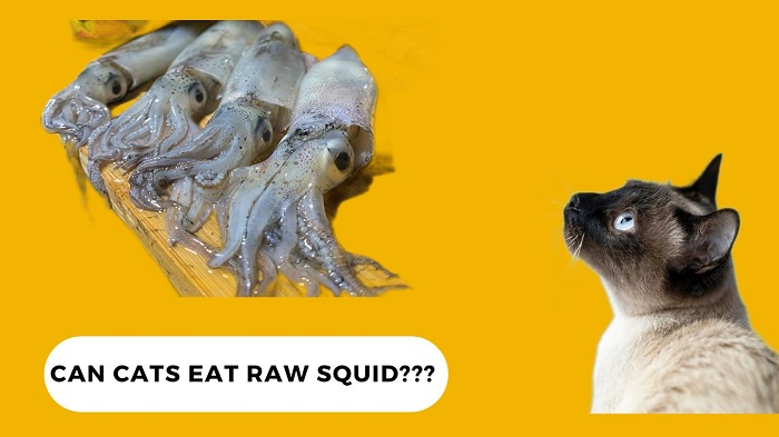 Can Cats Eat Raw Squid? Here’s Everything You Need To Know