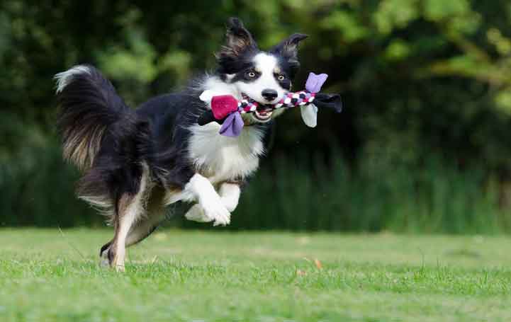 Collies Learn and Remember The Names Of Toys For Two Months
