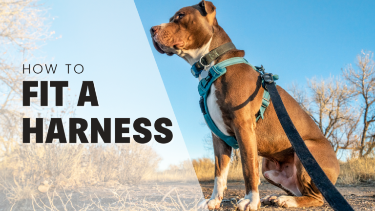How To Fit A Harness For Your Dog