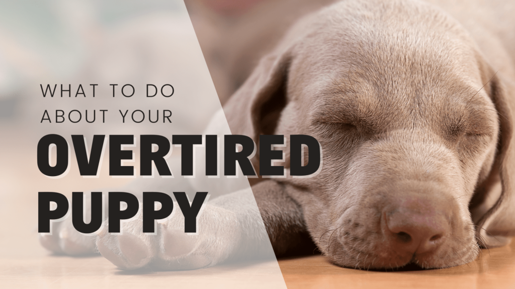 Overtired Puppy: What Is Overtiredness and 9 Ways To Help