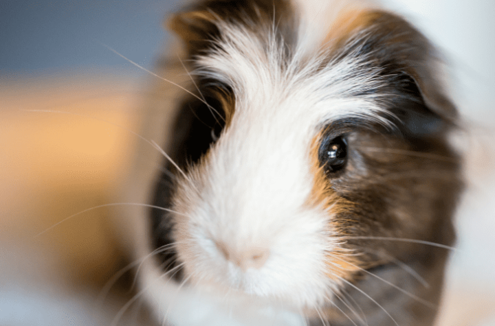 portrait of a guinea pig