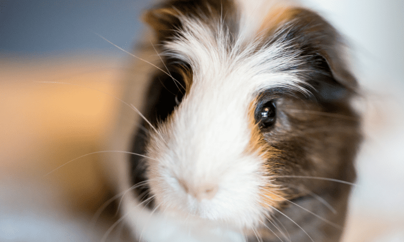 portrait of a guinea pig