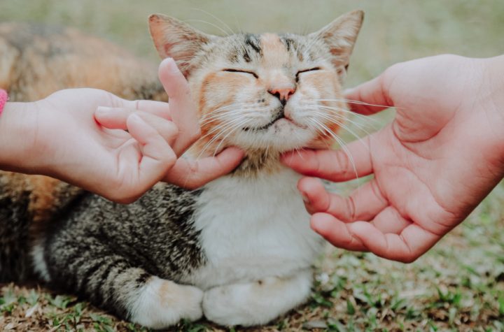 Study Finds People With High Emotional Reactivity Are Typically Drawn To Cats
