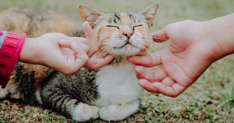 Study Finds People With High Emotional Reactivity Are Typically Drawn To Cats