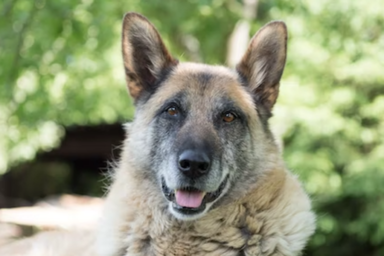 Top 5 ways to properly care for your senior pet